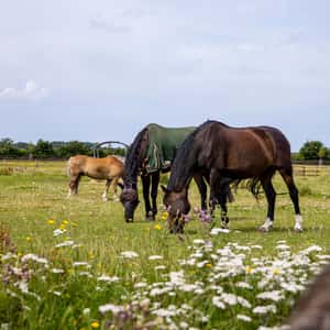 Artenvielfalt im Pferdestall