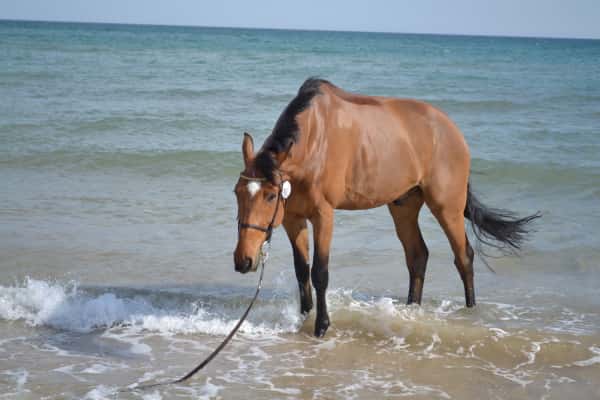 Pferd im Meer