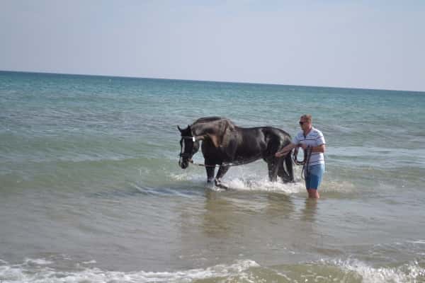 Pferd im Meer