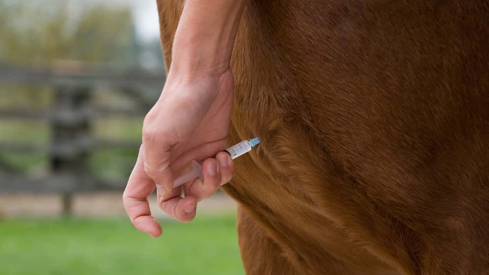 Pferd Tetanus Impfung