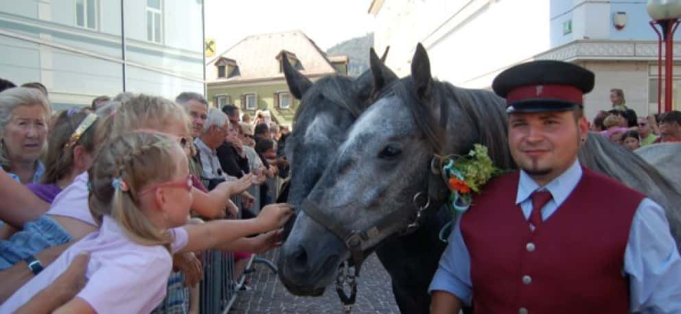 Almabtrieb der Lipizzaner