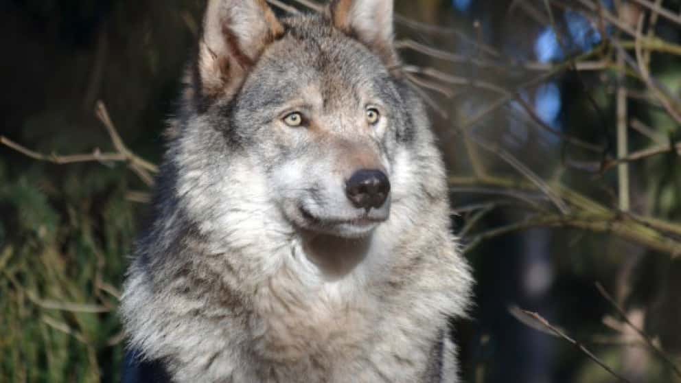 Und Es War Doch Der Wolf
